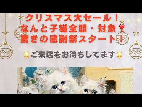 【12/24 サイベリアンの子猫紹介ライブ♪in サイベリアン専門ショップの吉祥寺ロイヤル・キャッツ】