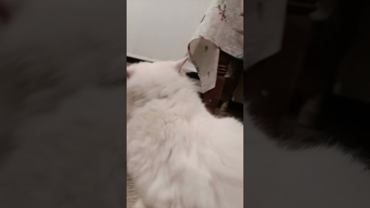 #trending #youtubeshorts #viral #funny #pets #animals #cat