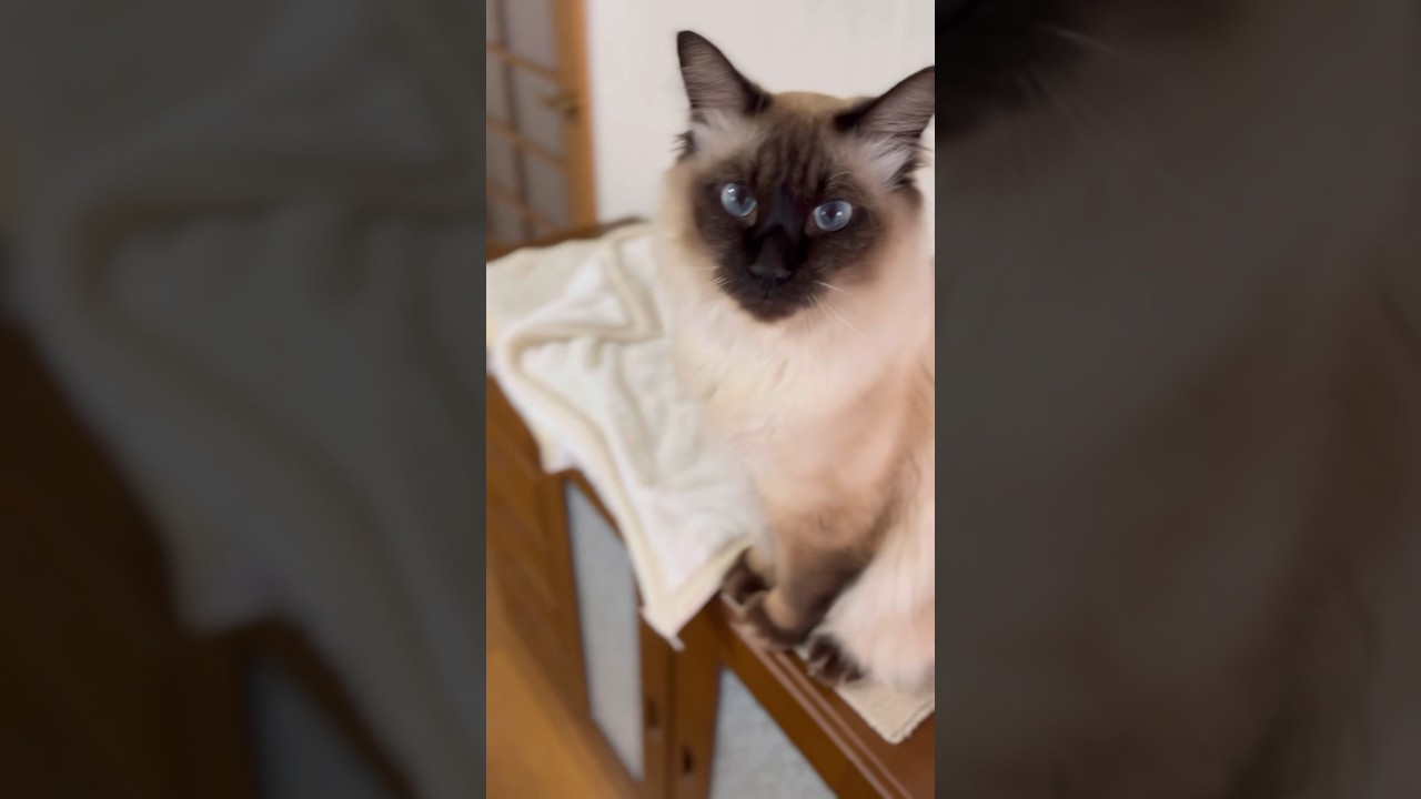 青い目が可愛い猫のモカちゃんです。 #cat #シャム #siamese