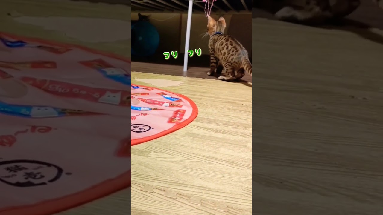 ベンガル子猫　ひとりではしゃぐ子猫のルイ#shorts
