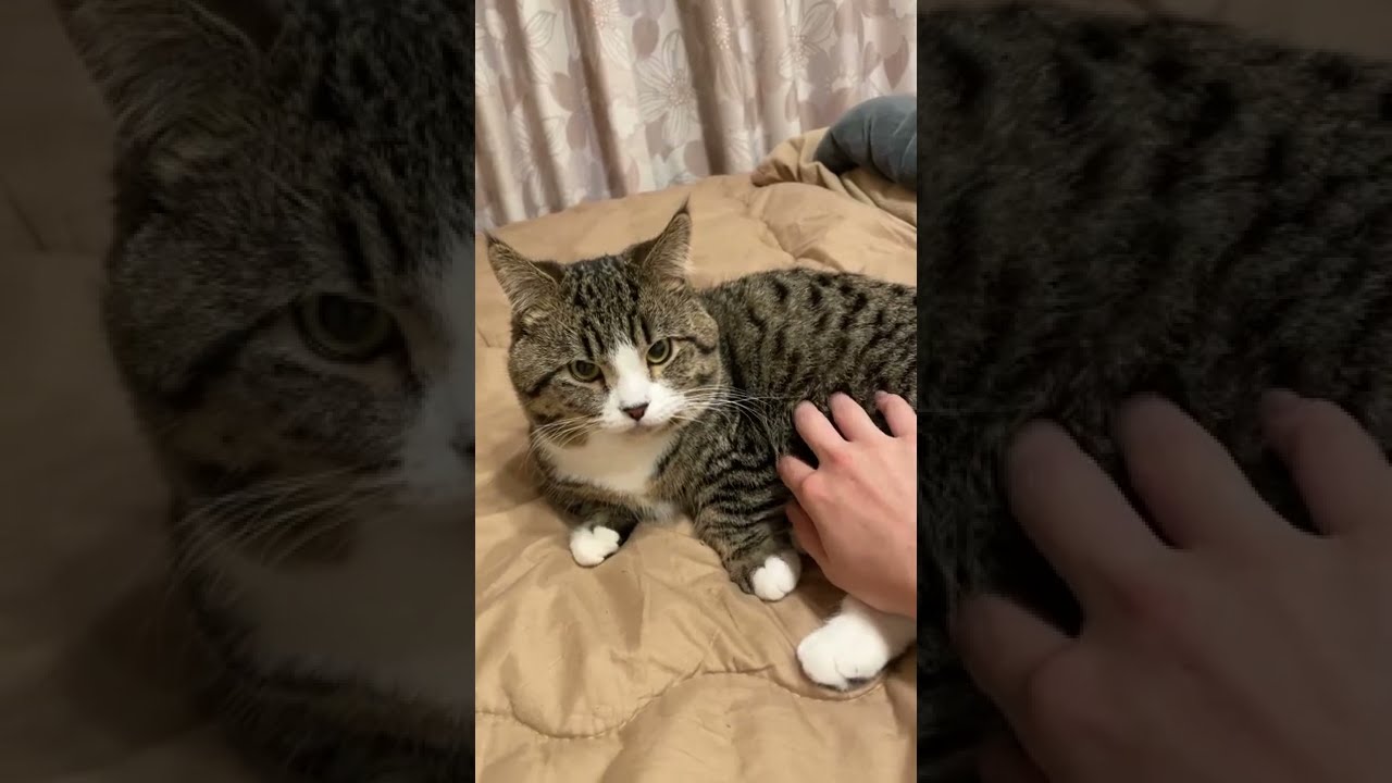 ある場所を触ると必ずキレるおっさん猫がこちら#shorts #おっさん猫