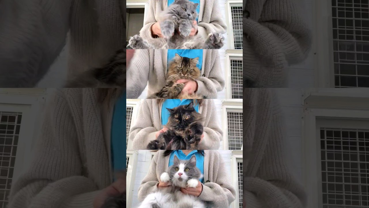 😻可愛い振り付けでダンスしてみました🕺✨　　　　　　　　　　　　　#子猫#スコティッシュ#ラガマフィン