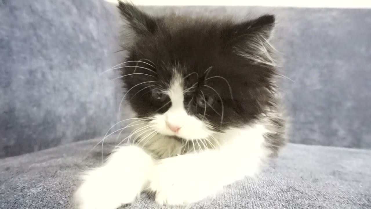 セルカークレックス子猫　2022.1.21産まれ　ブラック＆ホワイト　男の子　シーダキャット猫のお店