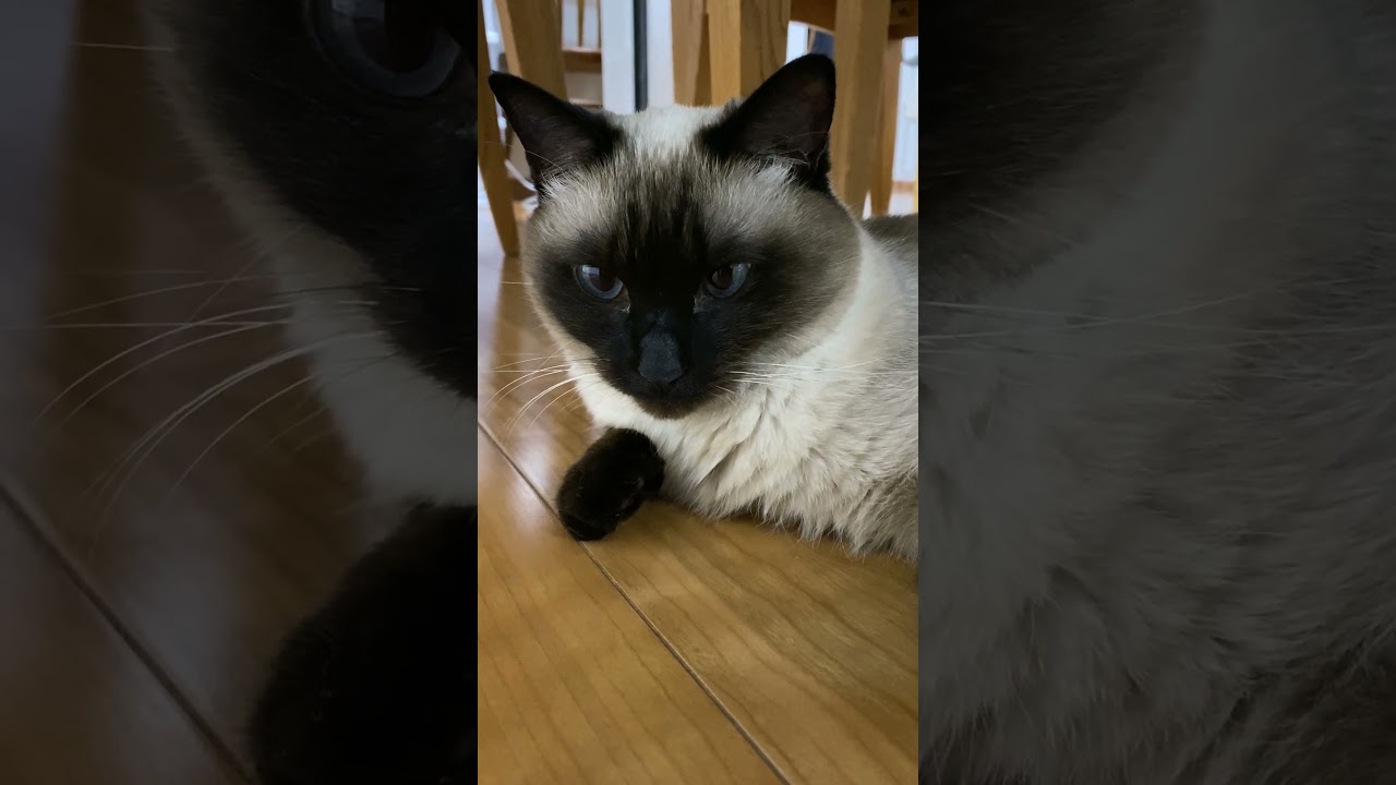 【2023.12.31】今日のシャム猫のふくさん（音無し）【たぬき猫】 #shorts