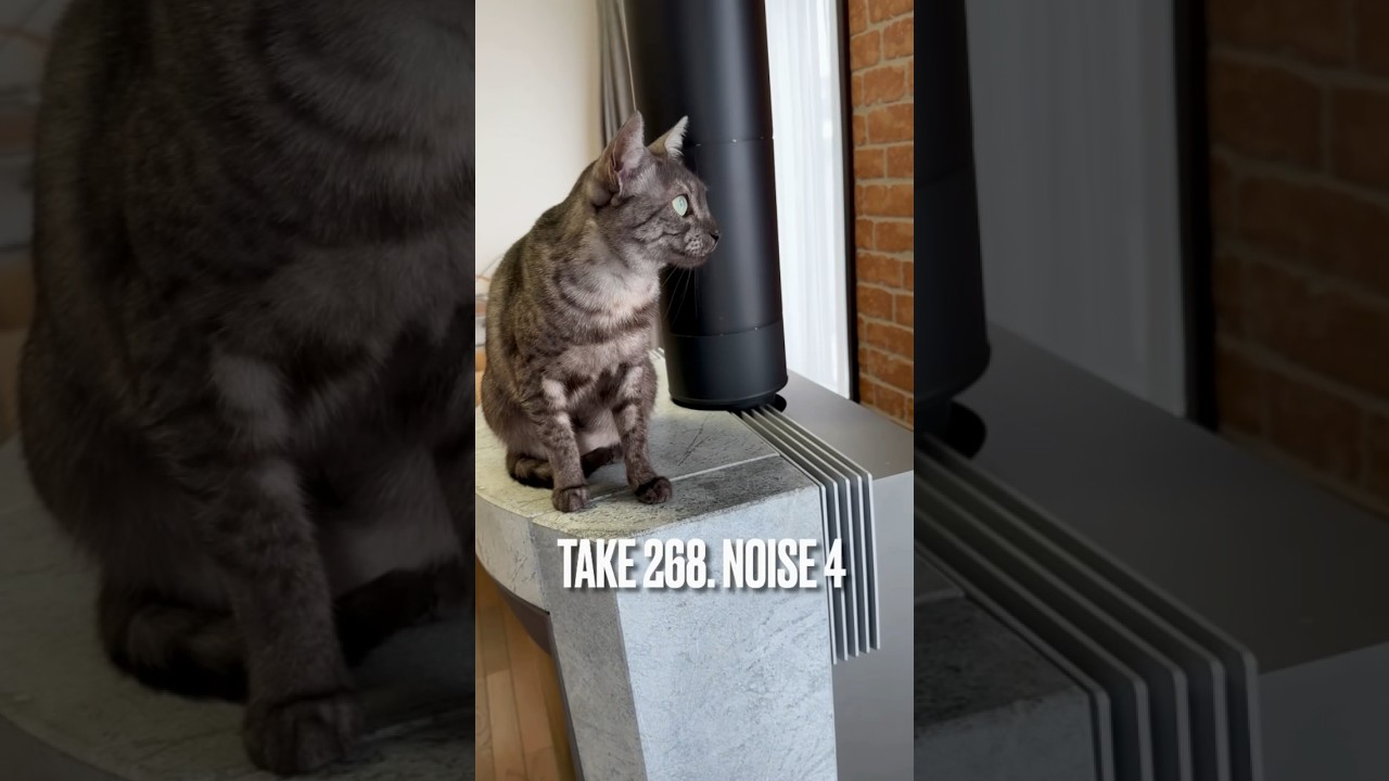 ガシャガシャ❗️パパの#つららおとし の音にびっくりにゃ❗️#東北の猫の冬 #冬の猫 #猫の気持ち #エジプシャンマウ#shorts #cat #catlover