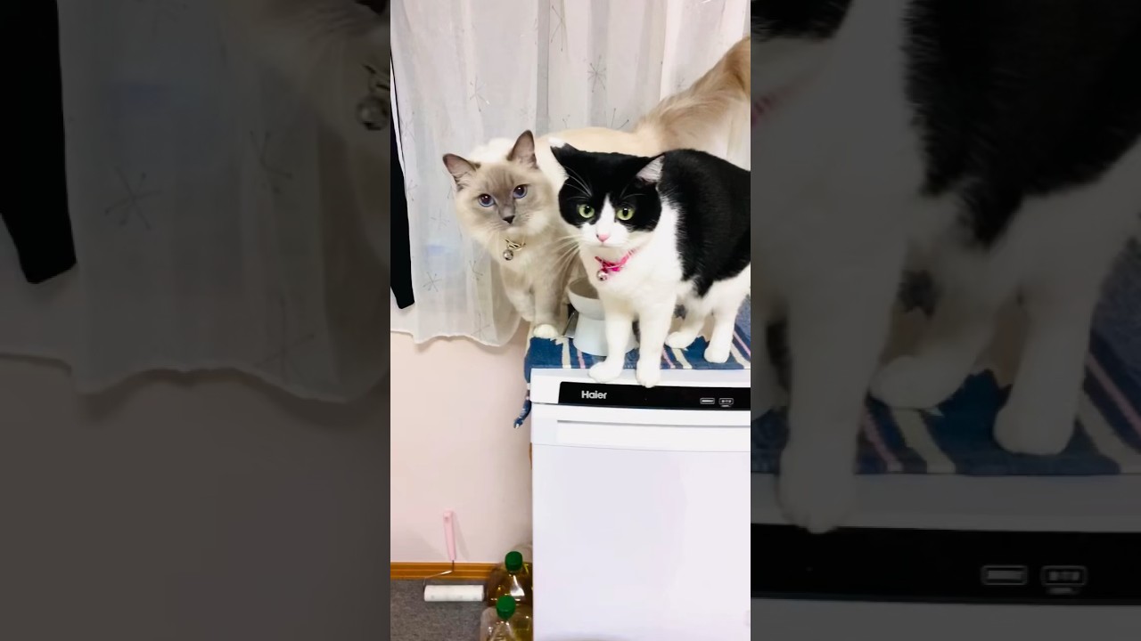 【猫姉妹】タイミングが気持ちいいww#ラグドール #ハチワレ #タイミング #ねこのいる生活 #shorts