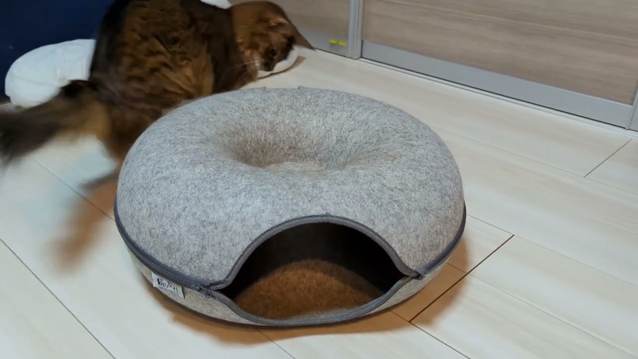 【712日目】ボールへのあたりが強い #ソマリ #cat