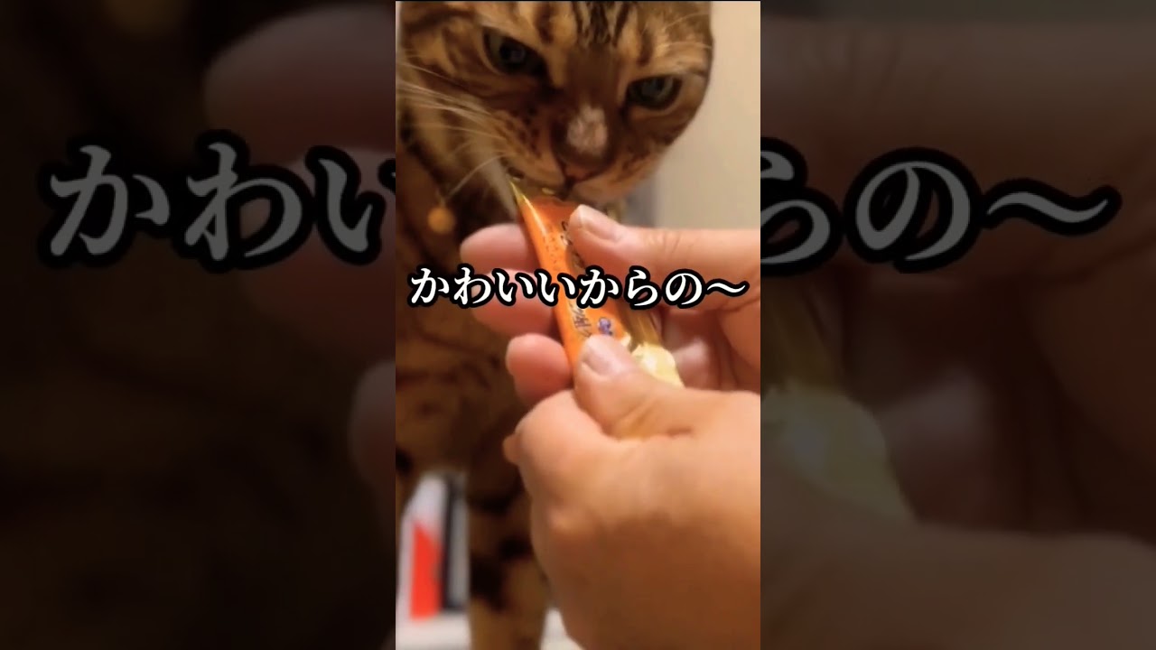 ベンガル猫　おやつを食べる時の顔が怖すぎるルイくん#shorts