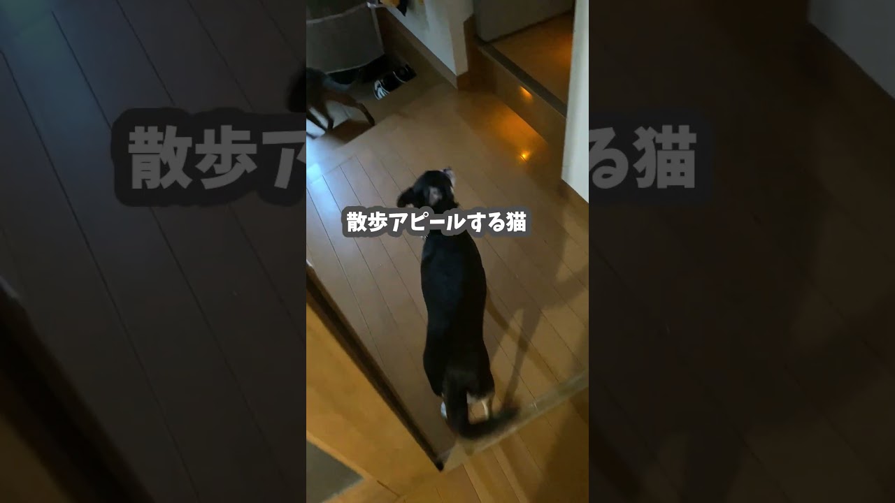 散歩アピールする猫 #shorts #アビシニアン #猫散歩 #cat