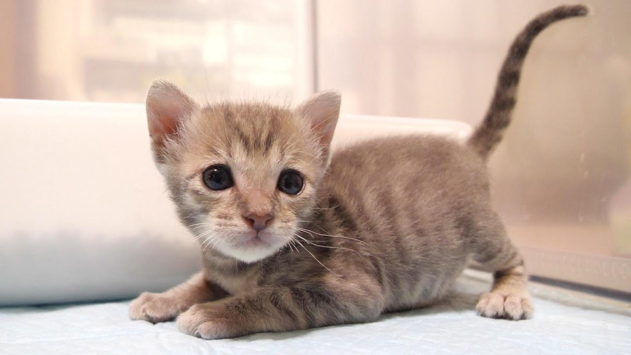ママを見つけた子猫が大慌てで部屋を脱走しようと試みる【赤ちゃん猫　保護猫】