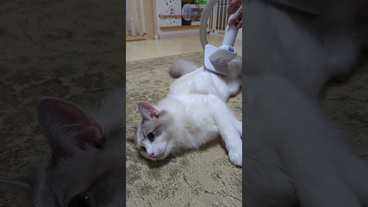 換毛期の猫のブラッシング‼#ラグドール #ブルーポイントバイカラー #ねこ #ragdoll #Pateker#パテッカー