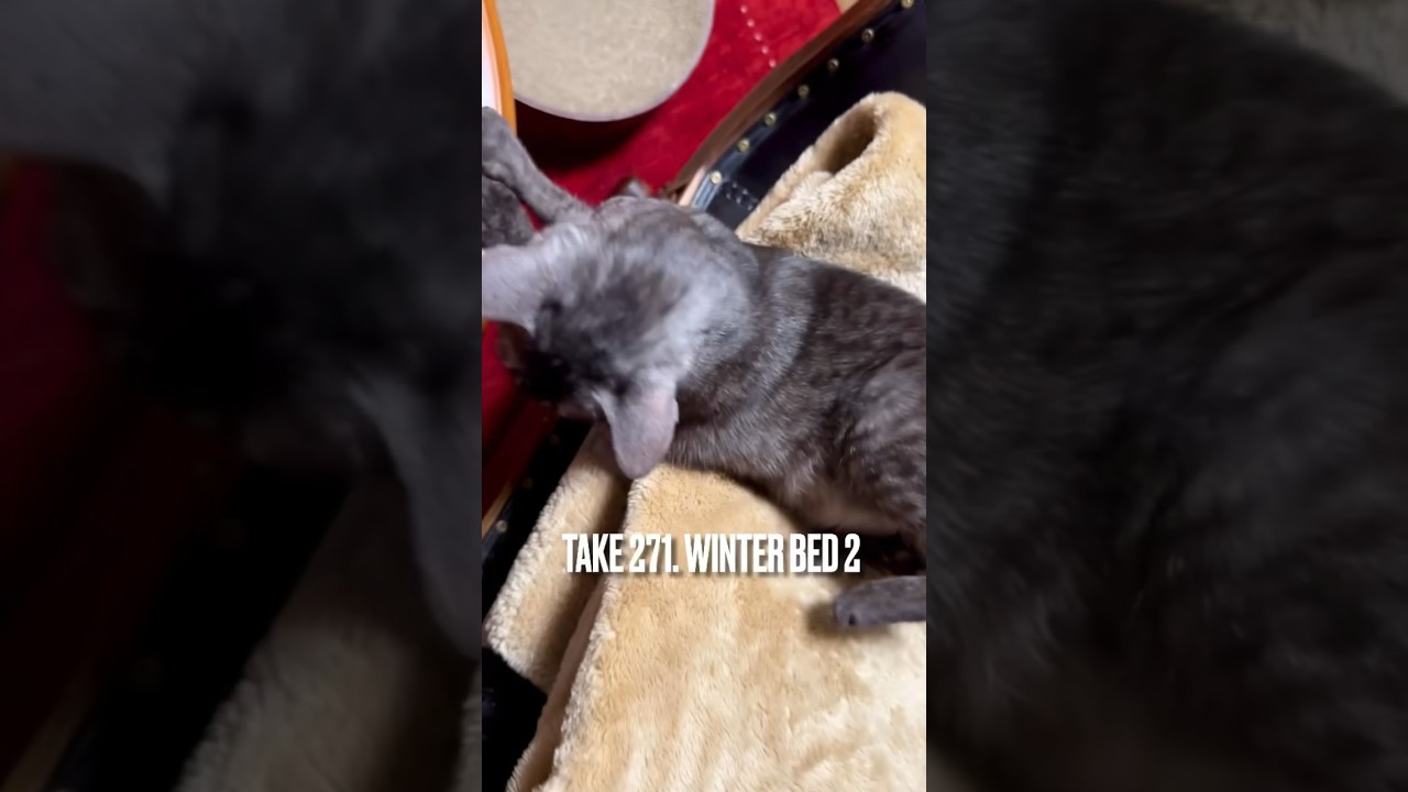 #おっとっと ❗️ねむねむ 寝ぼけていても、かろうじて寝床からは落ちないのにゃ‼️#眠り猫 #東北の猫 #エジプシャンマウ#shorts