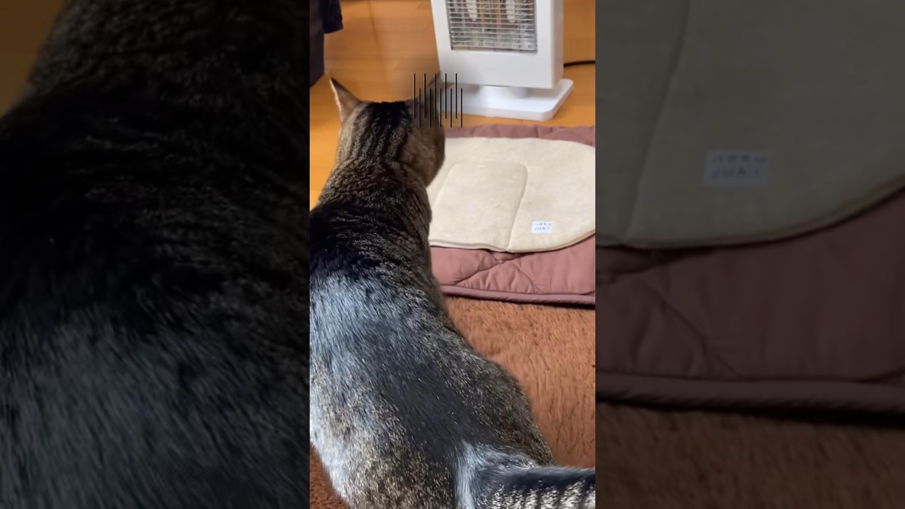 Don't touch me. 触らないで！#shorts #猫 #キジトラ#ソマリ