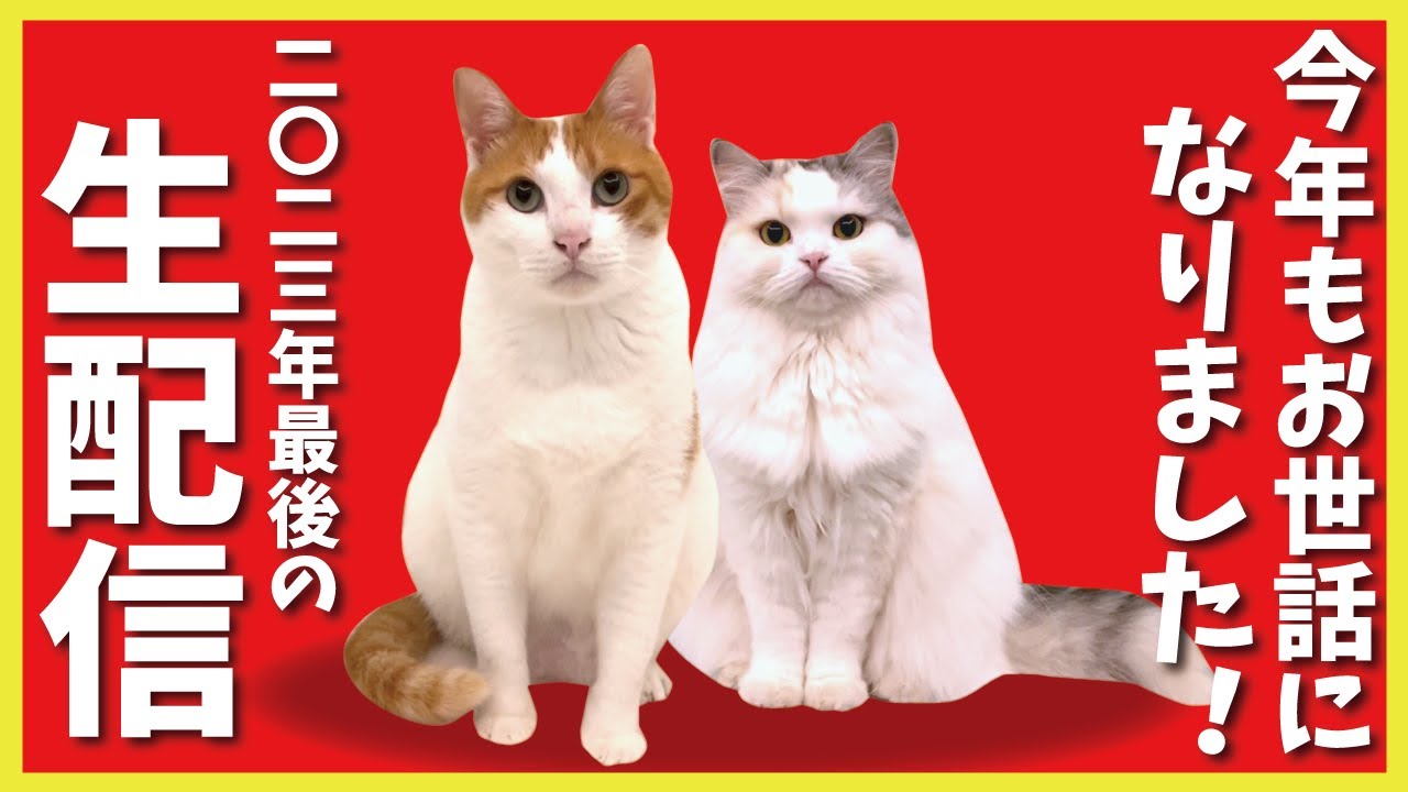 年末最後の関西弁の猫とおしゃべりする生配信！！！！！【関西弁でしゃべる猫】【猫アテレコ】