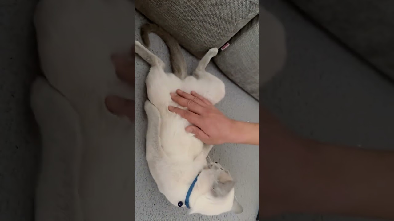 【白いロシアンブルー】グルーミングの癖が強い【ブルーポイント】