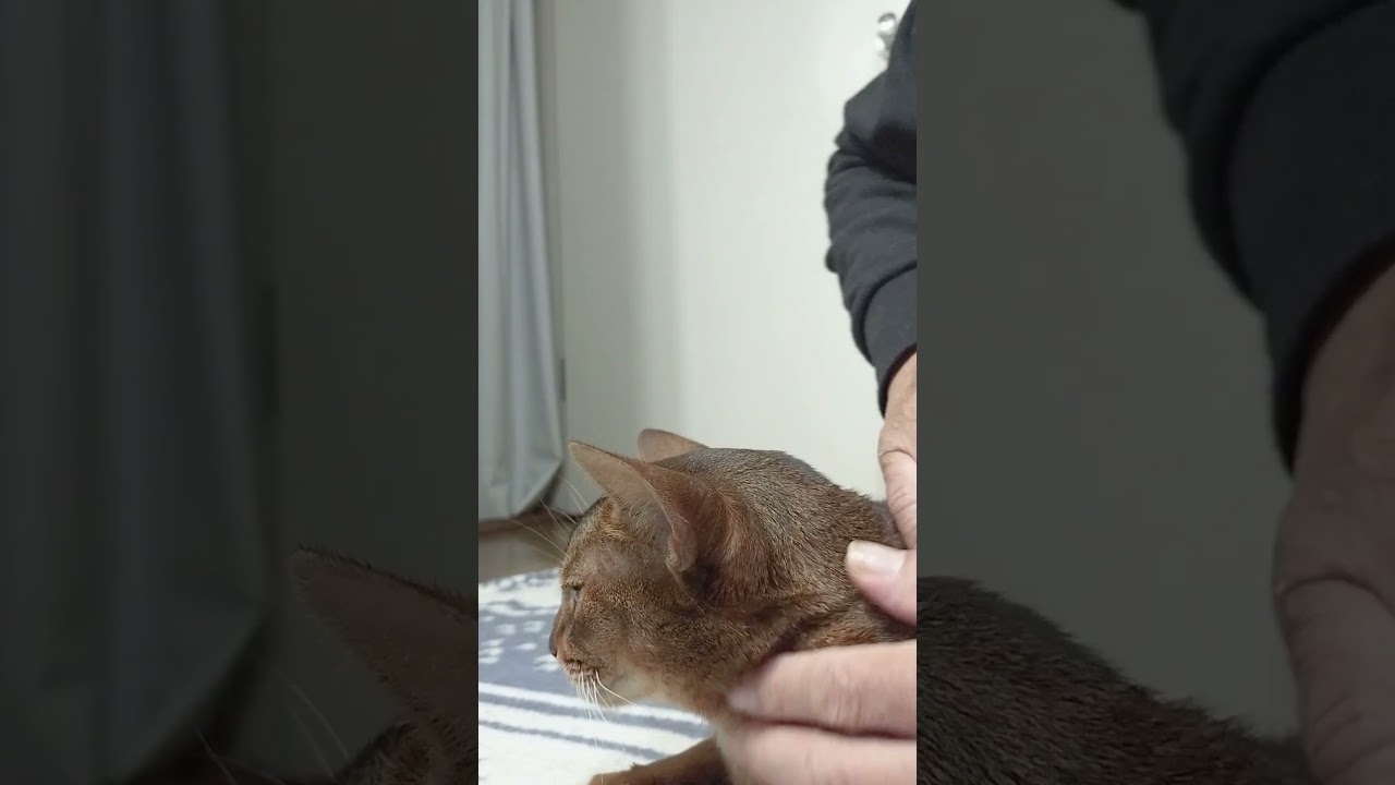 ネコ動画あび#2751　#shorts　#あび #ねこ #ネコのあび #猫動画