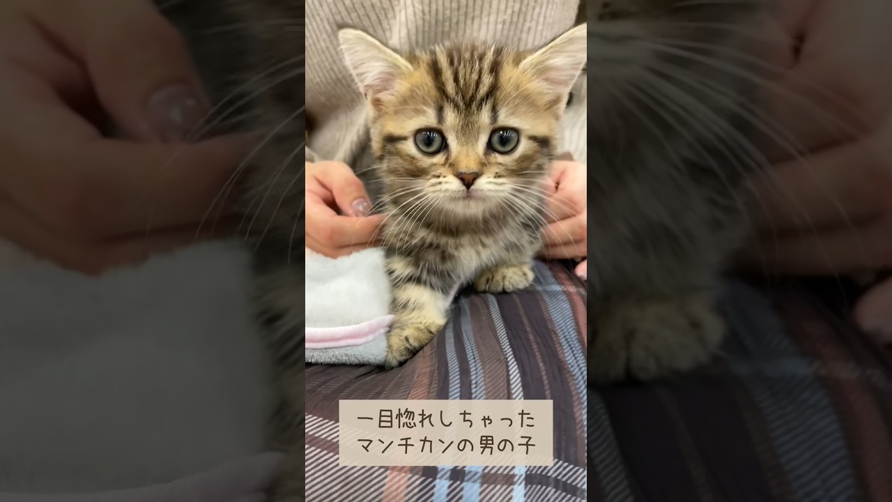 メルとの出会い #shorts