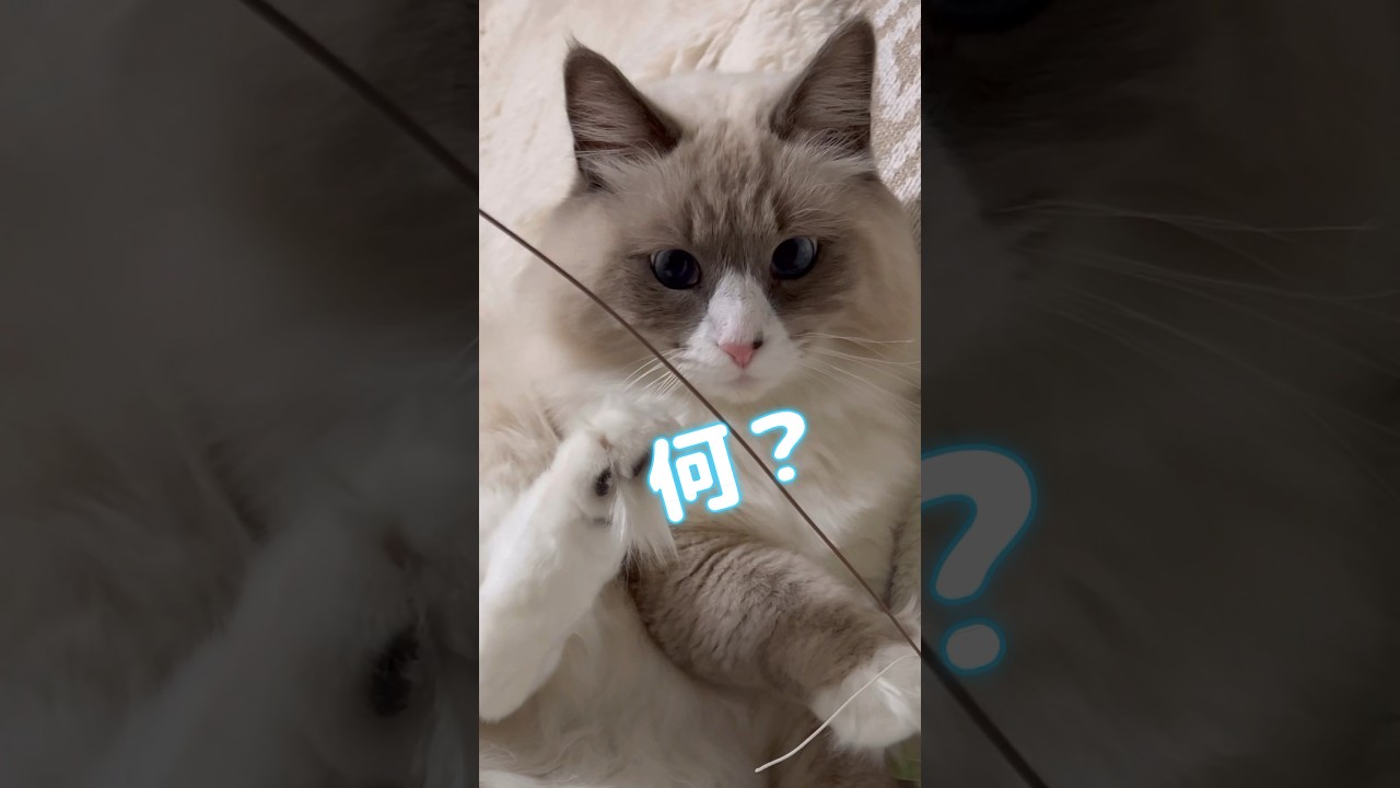 まな猫カイくんのさっきから何？ #shorts #猫 #サイベリアン #cat #まな猫
