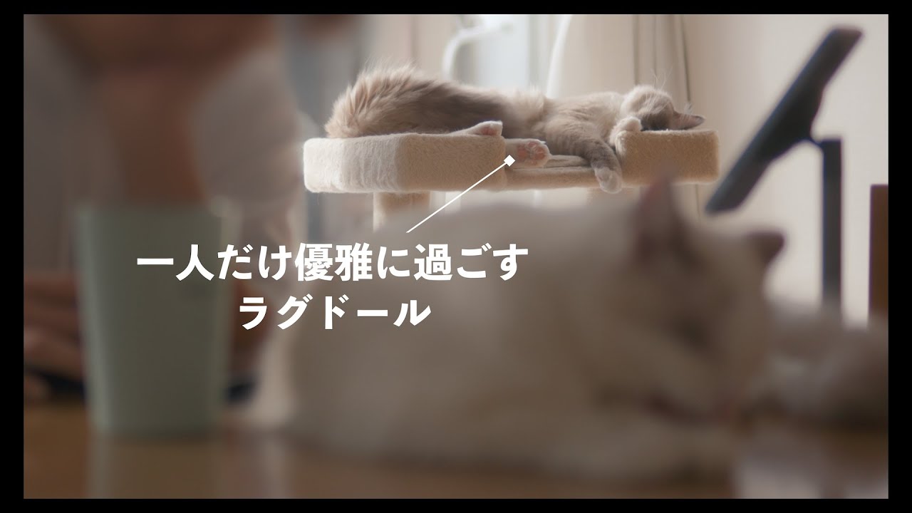 一人だけやたら気持ち良さそうw　#猫 #ラグドール #ragdollcat