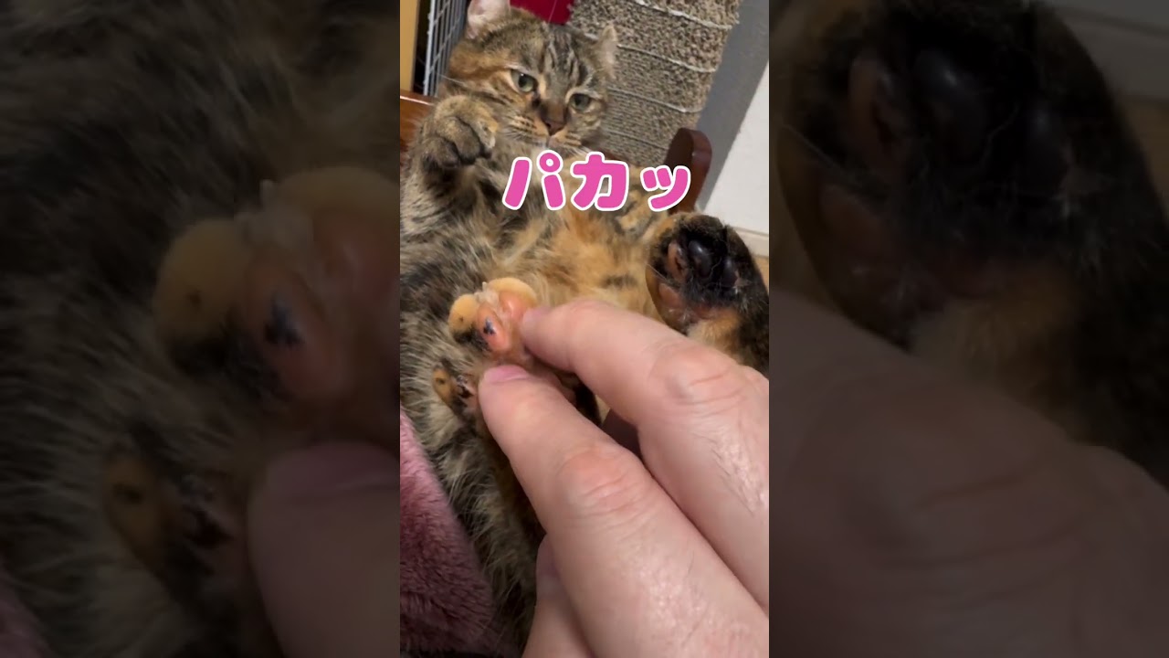 金タローの肉球花が咲いたなら　　　#キンカロー #cat #肉球 #可愛い猫