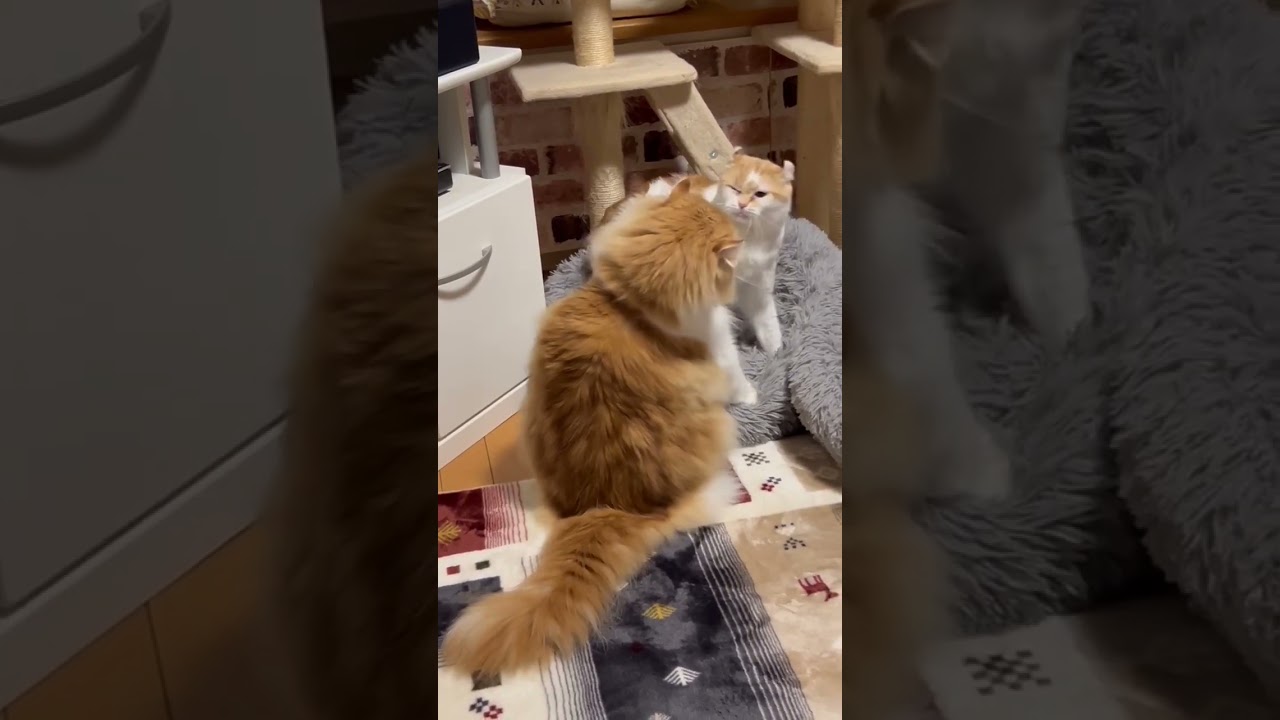 力尽きてる猫が襲撃される #shorts  #猫 #アメリカンカール #cat