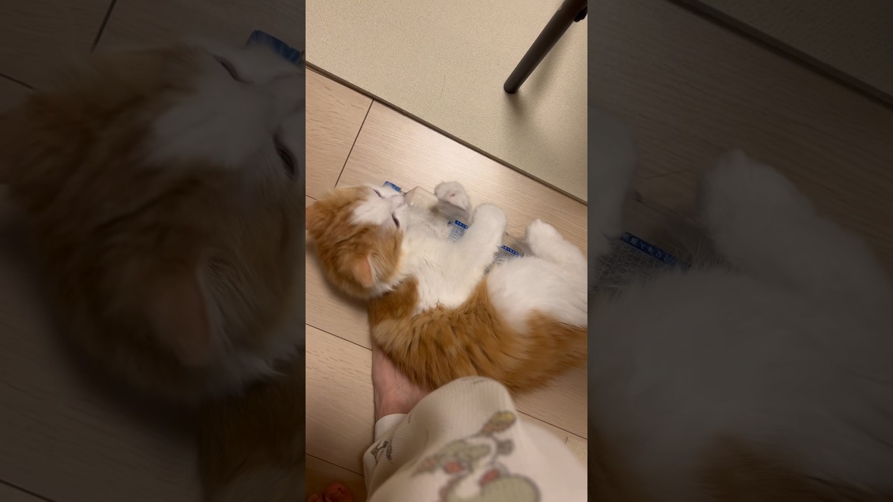 寝業のプロ #cat #ラガマフィン #ragamuffin #猫