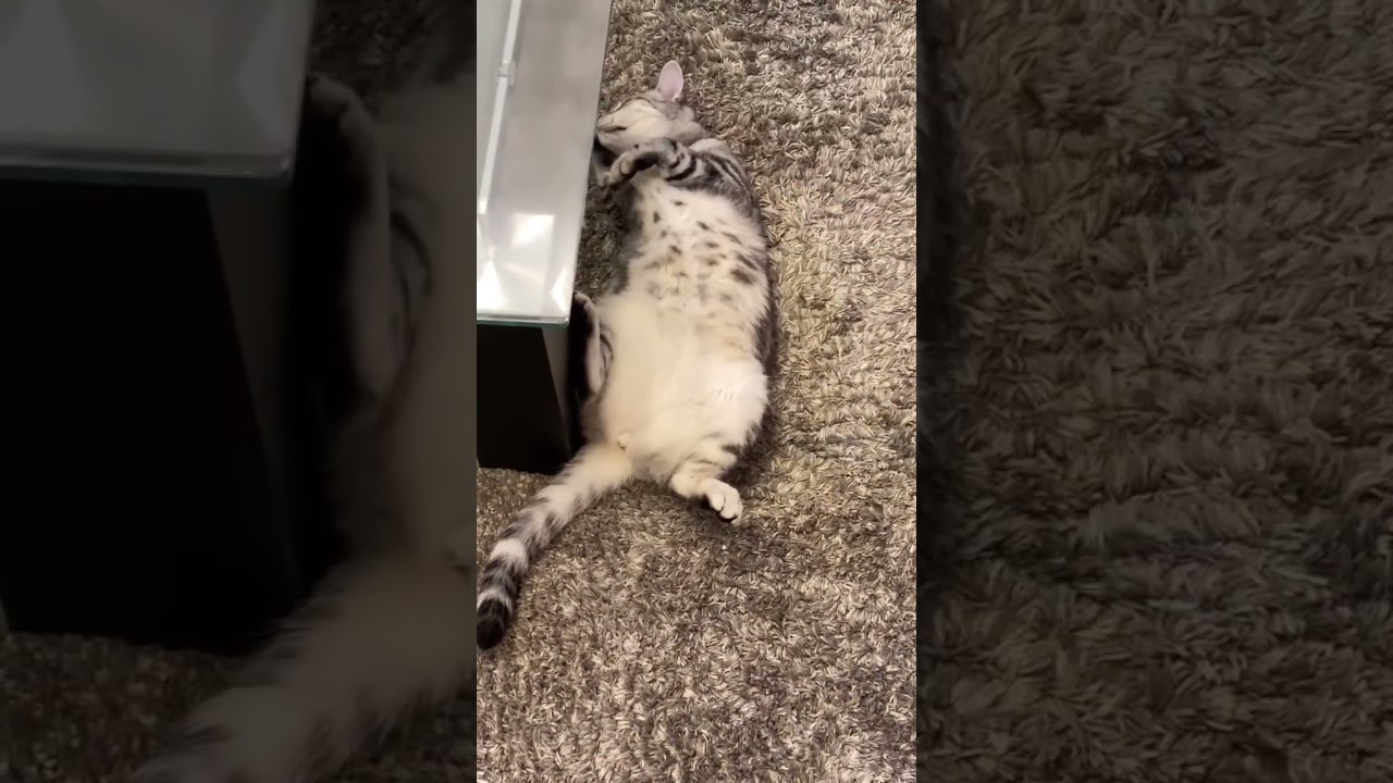 全身で温まる猫ちゃん😽 #アメリカショートヘア #ねこ #アメリカンショートヘアー