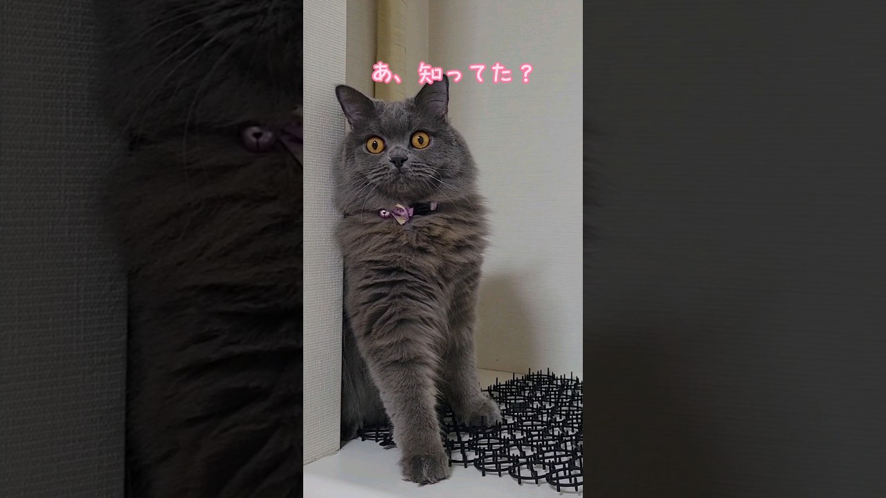 モフモフです。知ってる？【サイベリアン・キキのKIKICHANNEL】 #サイベリアン #猫 #shorts
