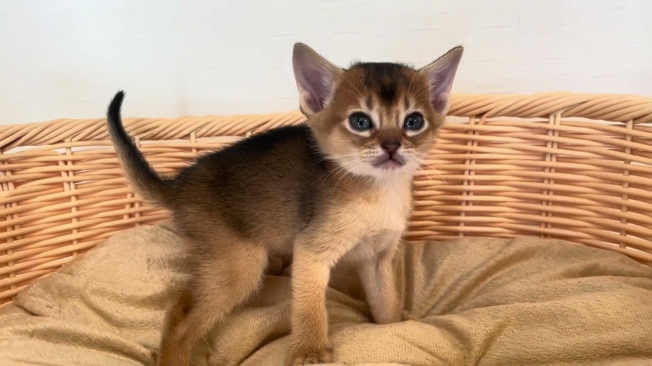 アビシニアン コロコロで可愛いアビ兄弟💕