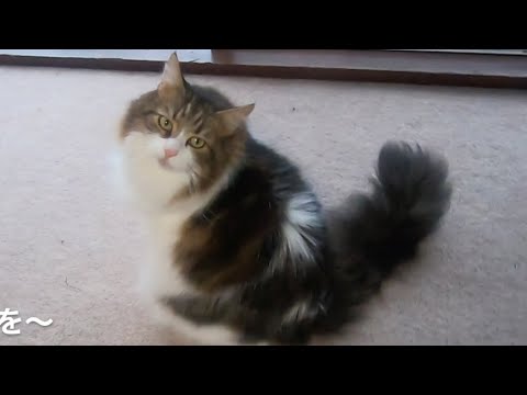 羨ましい〜静かに穏やかに時を過ごす猫/I'm jealous of cats who spend their time quietly and peacefully