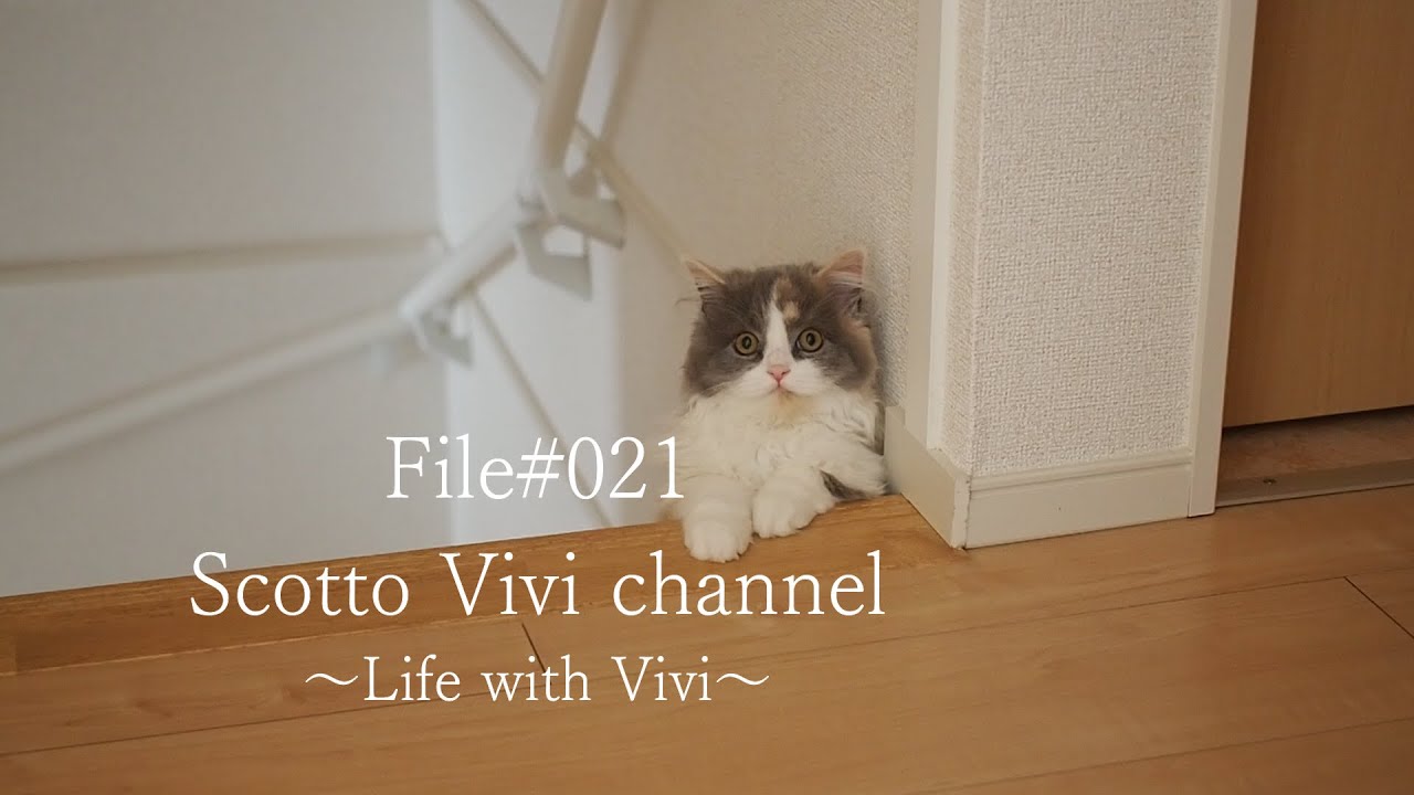 File#021～長毛スコティッシュフォールドの階段からの眺め～Life with cat