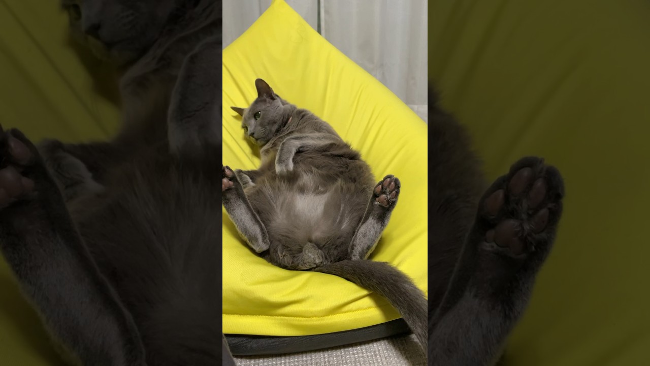 急な伸び_20231223 #shorts #cat #猫 #ロシアンブルー