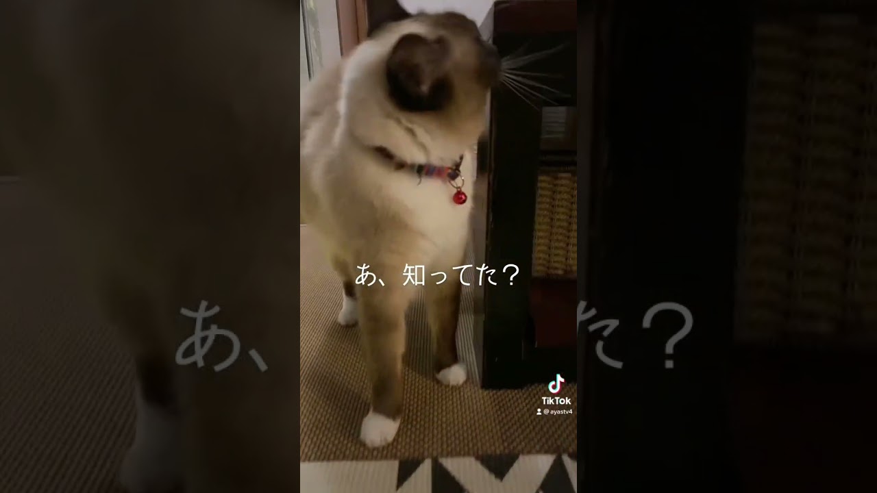 モフモフねこ#シャムミックス #はなちゃん #シャム猫 #猫のいる生活 #shorts
