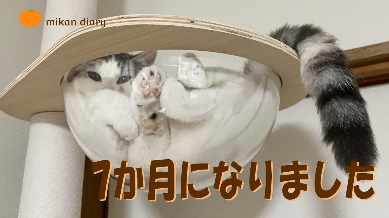 【スコティッシュフォールド】7か月になりました。