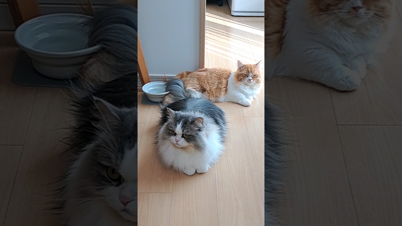 しっぽを絡ませながら寛ぐ兄弟猫 #ねこ #短足マンチカン #マンチカン #もぐ #子猫 #cat #kitten #shorts