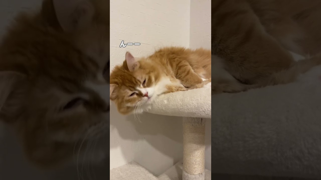 【サイベリアンの子猫】寝起きのシシ #cat #siberian #ねこ #siberiancat #サイベリアン #short #shorts