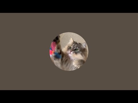 猫配信こちらです🙆‍♂️ノルウェージャンフォレストキャット