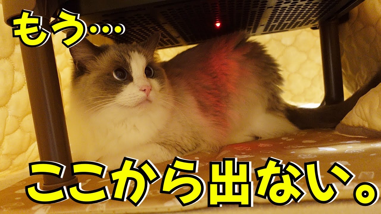 こたつでくつろぐ猫たちが可愛すぎる【ラグドール】【猫用こたつ】