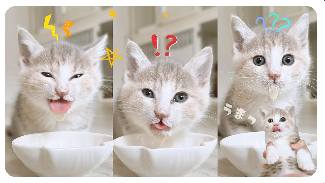 【2023年最後の子猫動画】ミルクはうますぎっす！★背中は子猫の遊び場【保護猫生活49日目】