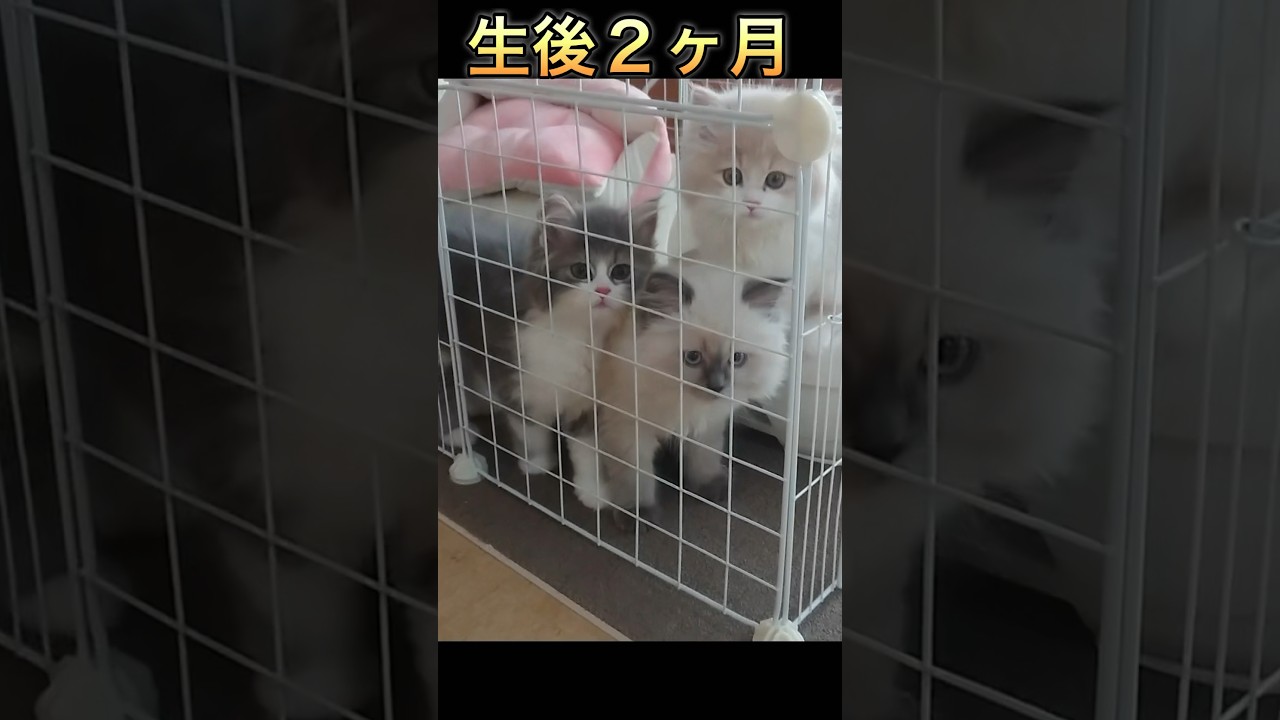 お迎え初日　子猫のサイベリアンが可愛すぎた　#shorts