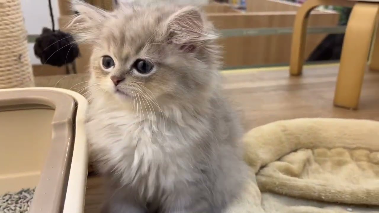 【ペルシャ】にゃーんとアピール上手な甘えん坊ペーちゃん！