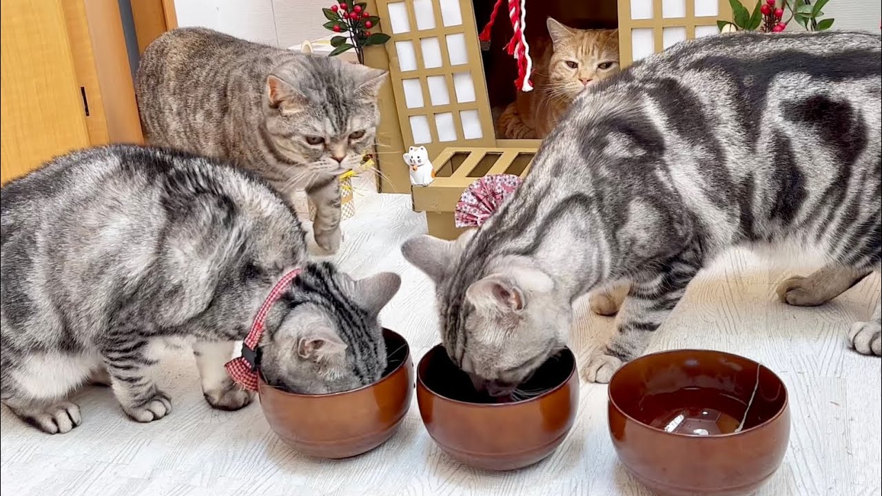 ねこもふファミリーとゆるーく年越し #猫 #マンチカン