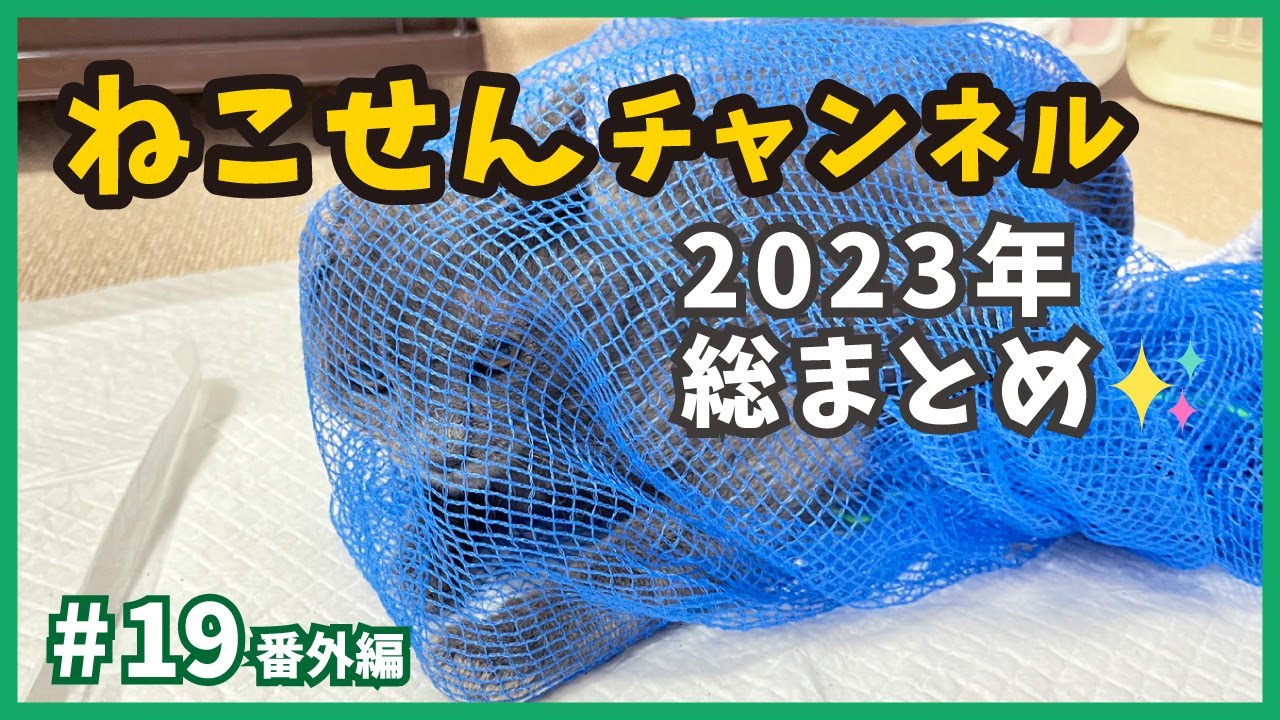 【保護猫】野良猫から成長する子猫たちの姿は癒しがいっぱい！2023年活躍した子猫を発表。【ねこせんチャンネル・番外編19】