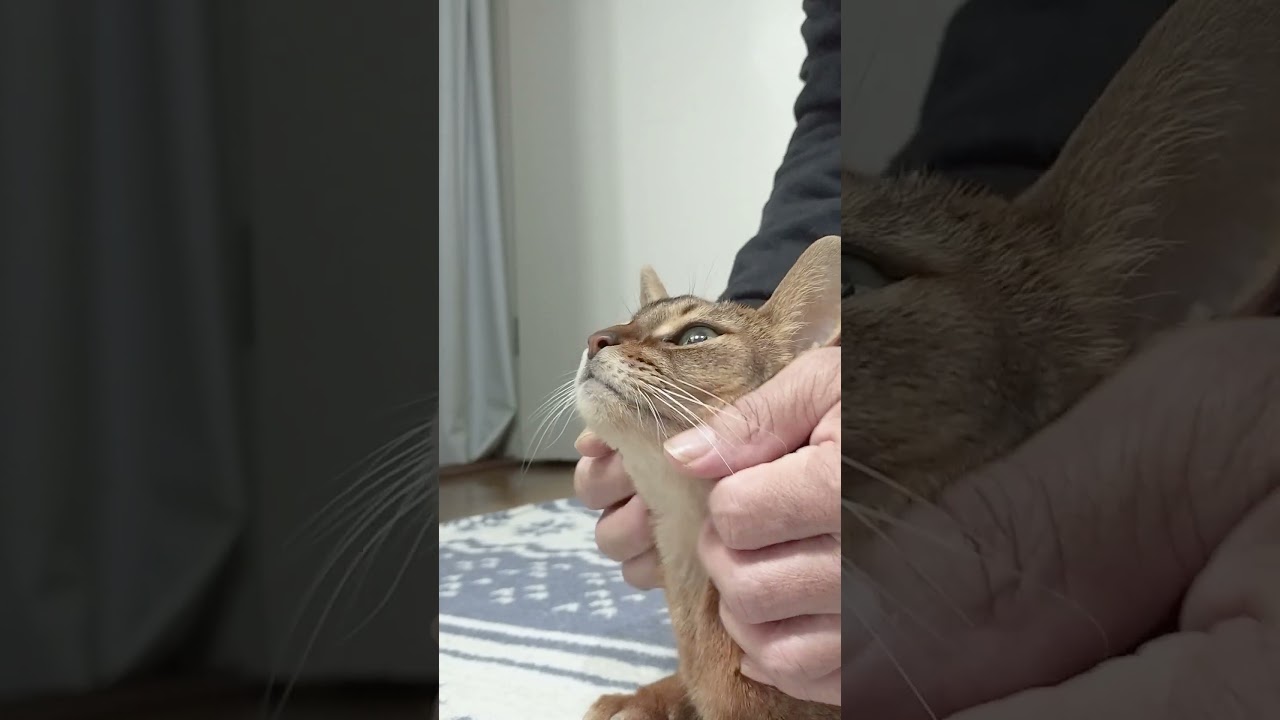 ネコ動画あび#2750　#shorts　#あび #ねこ #ネコのあび #猫動画