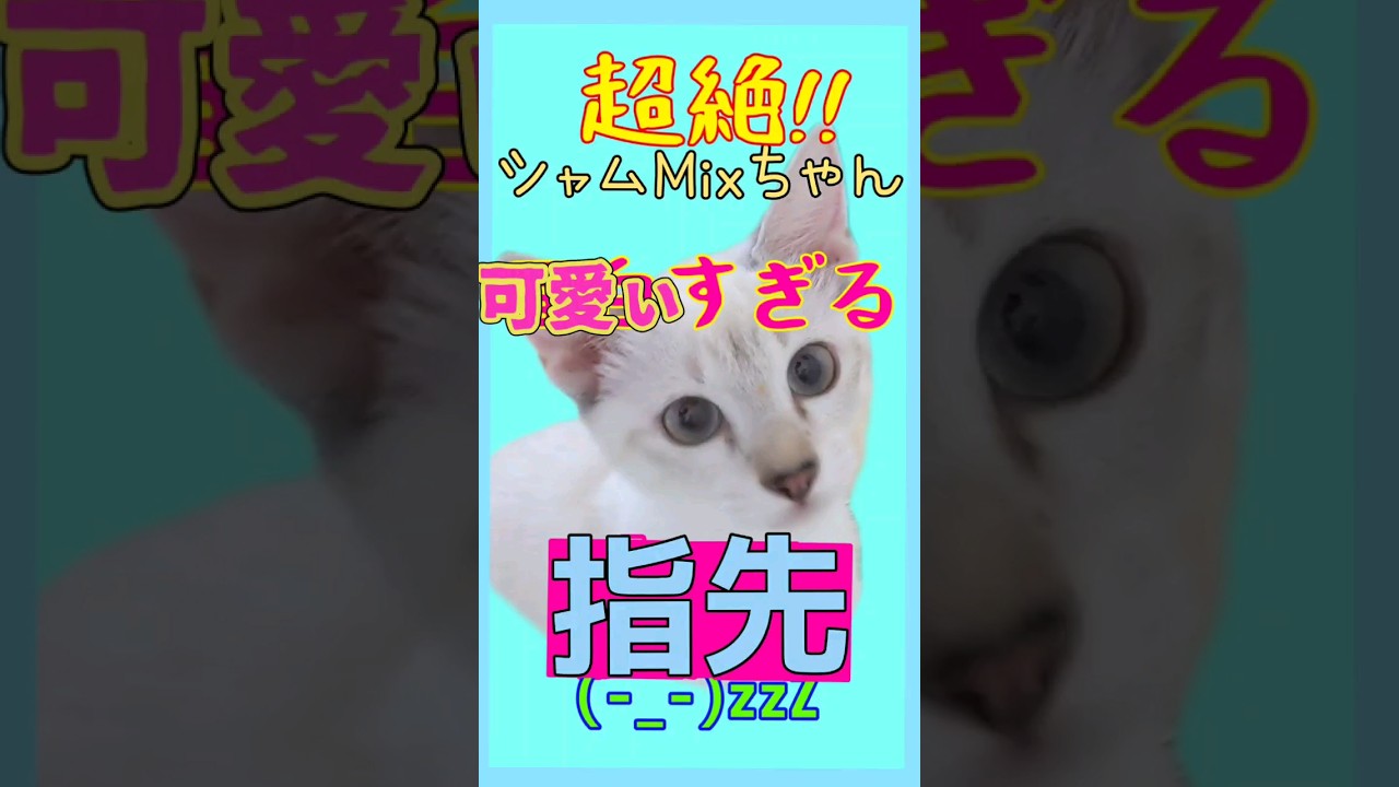 可愛ぃ過ぎる!!指ソックスのシャムMixちゃん