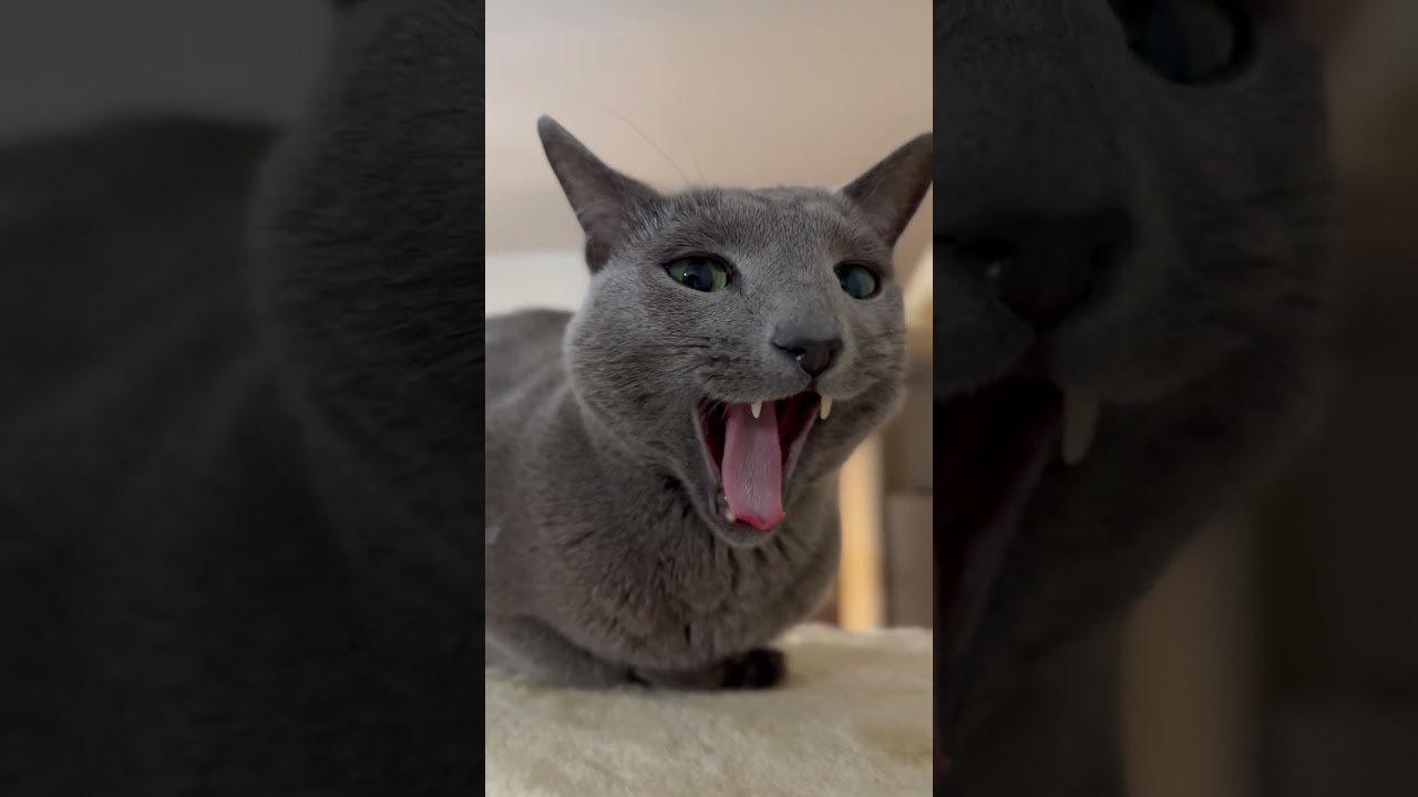 ウィルの毎日 #198 嘘っぽいあくび。 #ロシアンブルー #RussianBlue