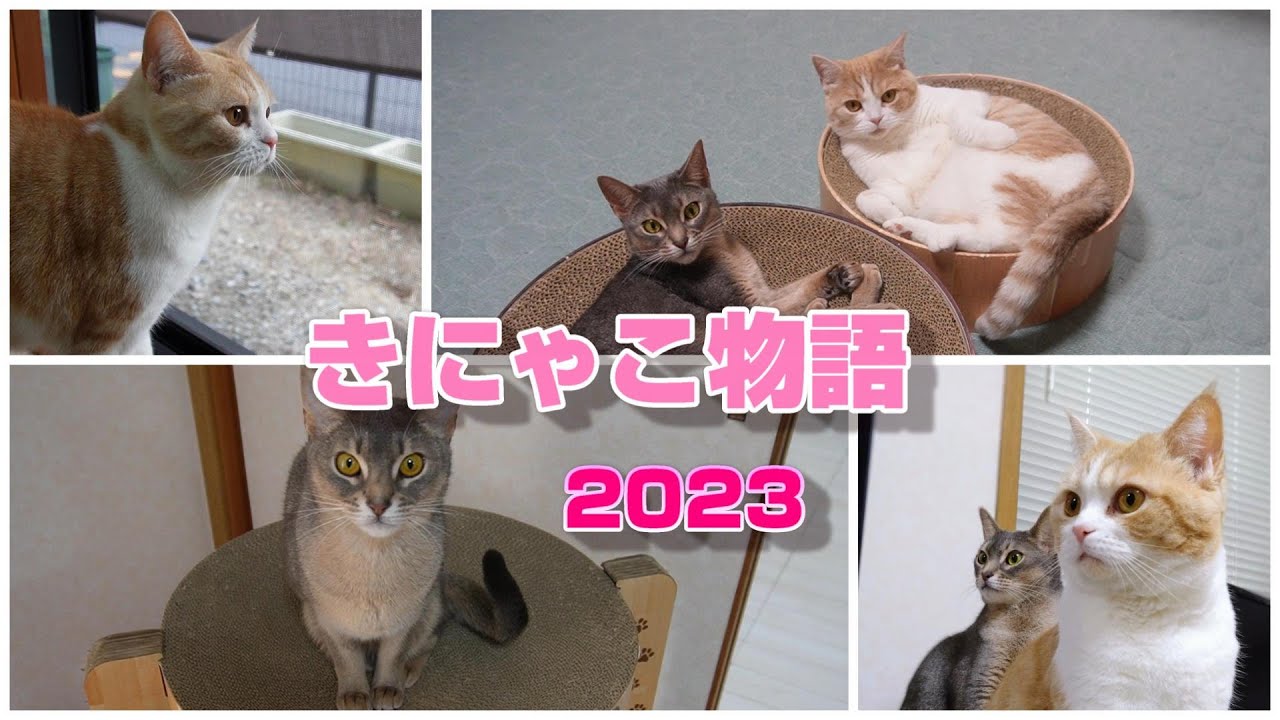 【総集編】１年間こんな風に過ごしてました【スコティッシュフォールド】【アビシニアン】