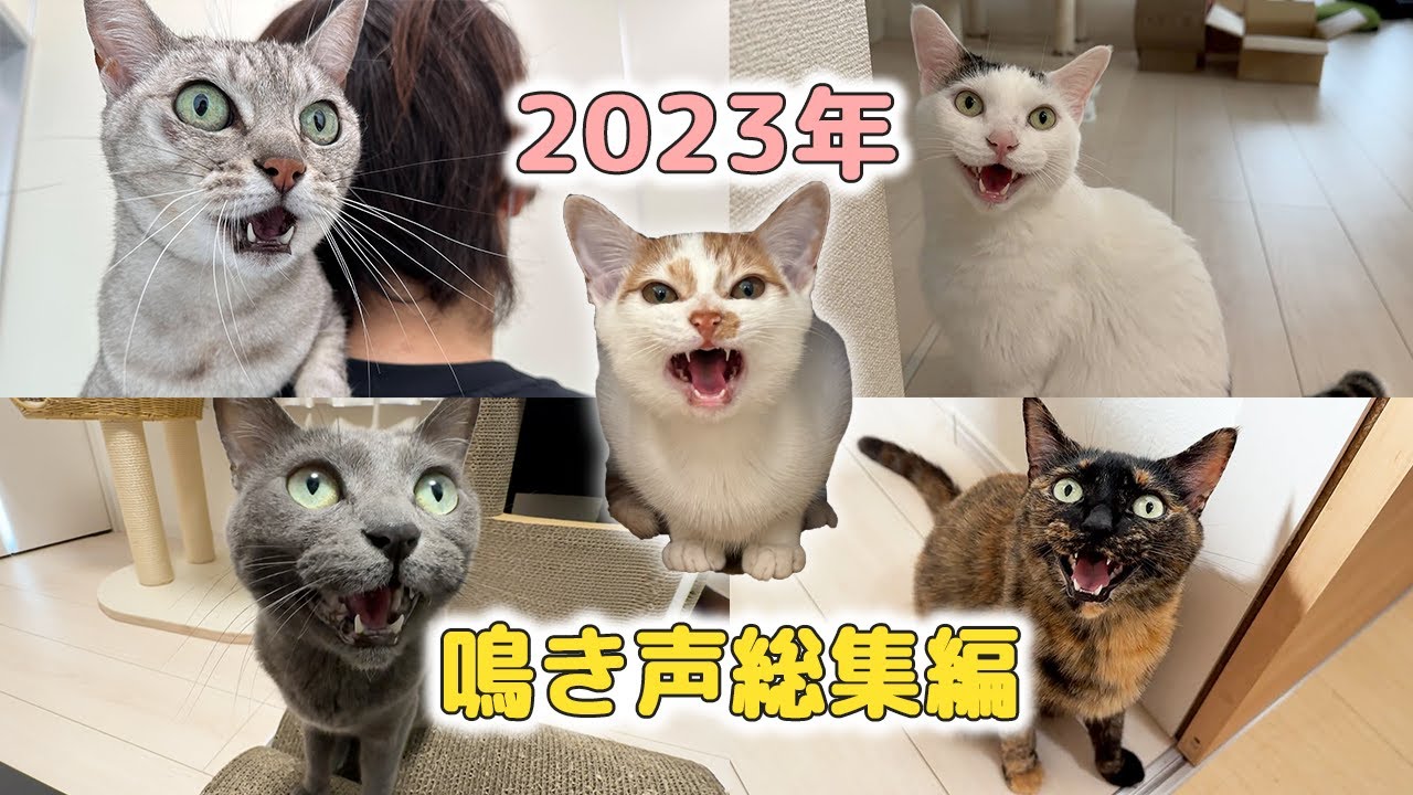 2023年！猫5匹の鳴き声まとめ総集編！