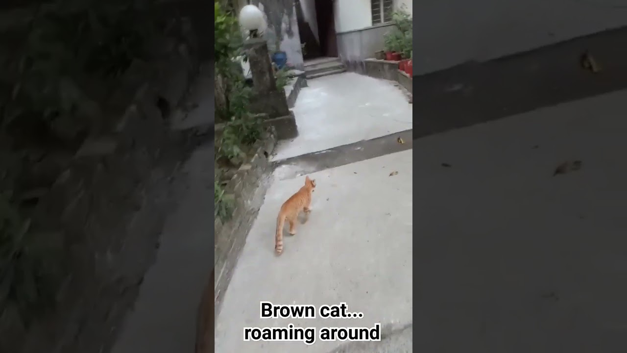 Brown cat 🐱 roaming around #shorts #shortsfeed #shortsvideo #youtubeshorts # #cat #viral #subscribe