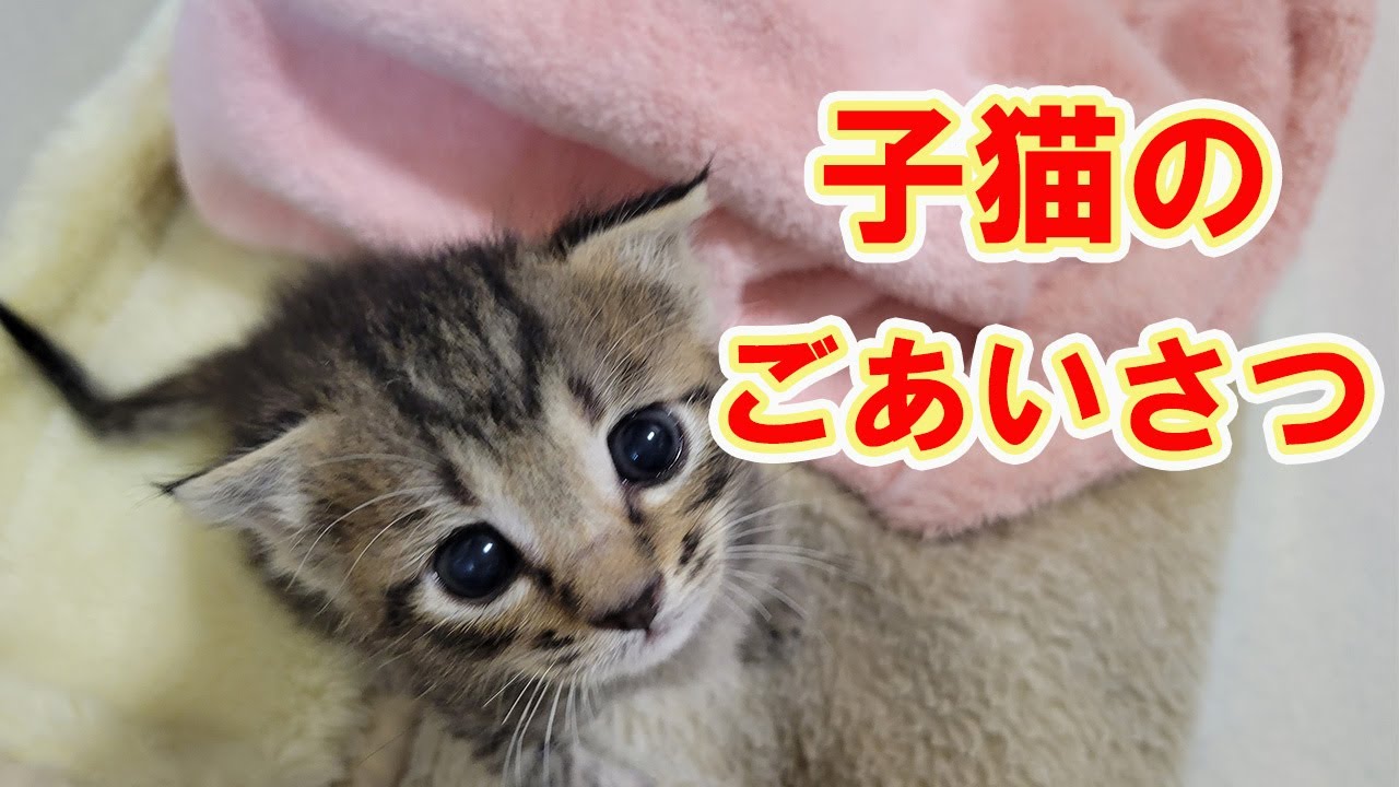 【保護猫】レスキューした子猫㉔子猫にアフレコしたら…